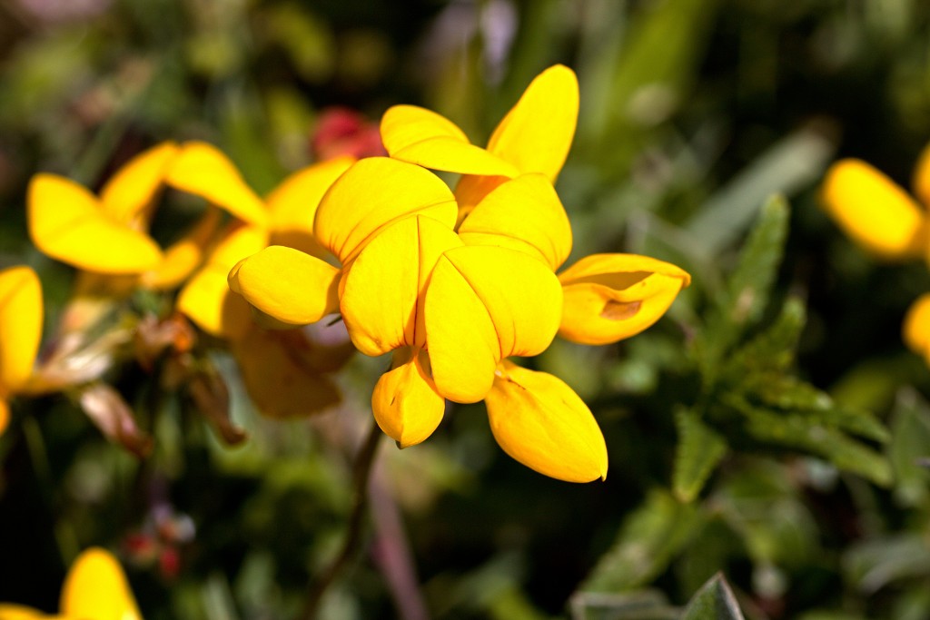 voornes duin tenellaplas Quackjeswater natuur natuurgebied natuurmonumenten hdr duinen Zuid Hollands landschap polder bossen natuurreservaat Natura 2000
